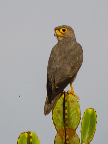Grey Kestrel (Falco ardosiaceus), photo 10