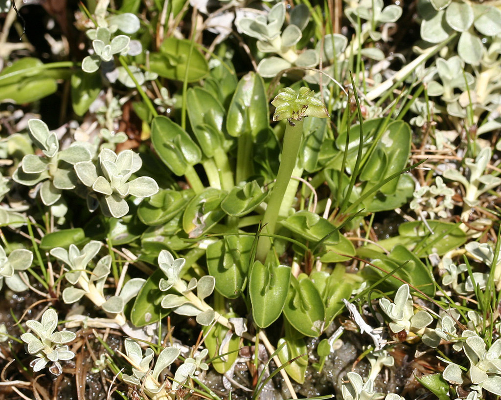 Caltha phylloptera