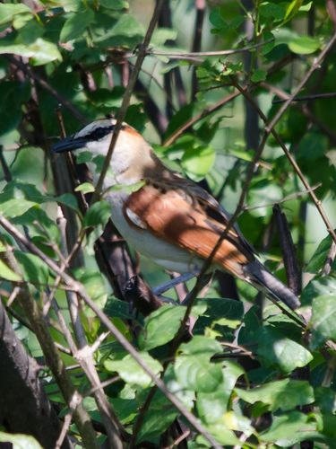 Chagra del Senegal (Tchagra senegalus)