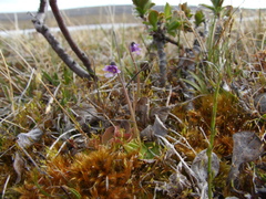 Pinguicula algida