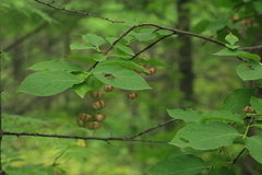 Euonymus miniata