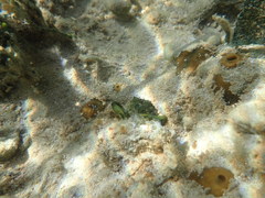 Mithraculus sculptus