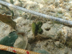 Mithraculus sculptus
