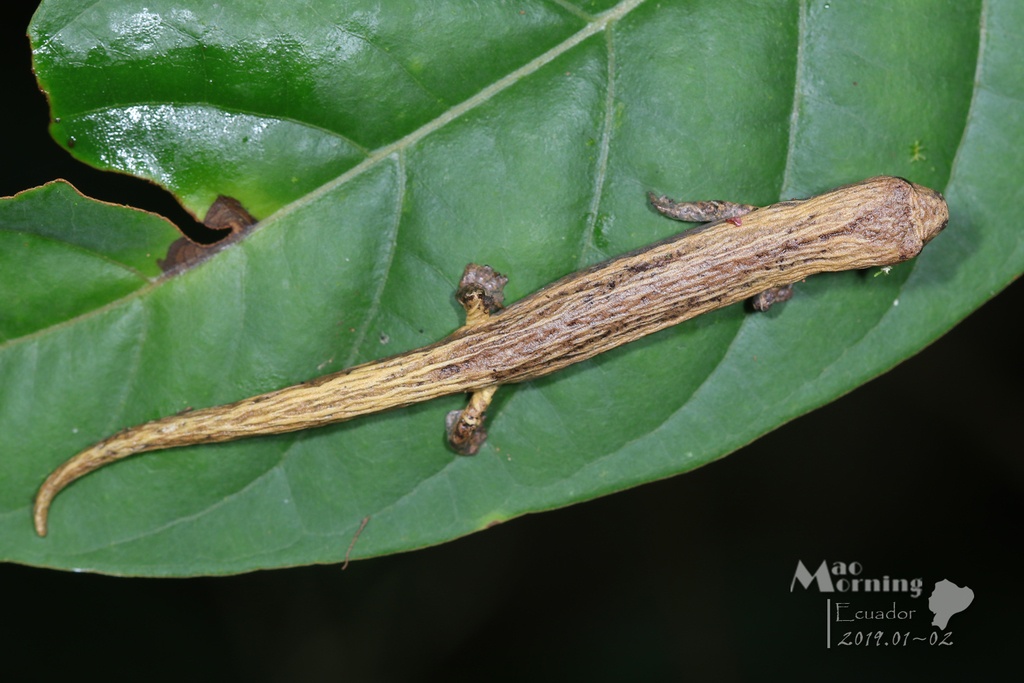 Bolitoglossa palmata from Wildsumaco Wildlife Sanctuary on February 02