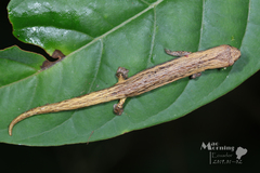 Amazon Mushroomtongue Salamander photo 2