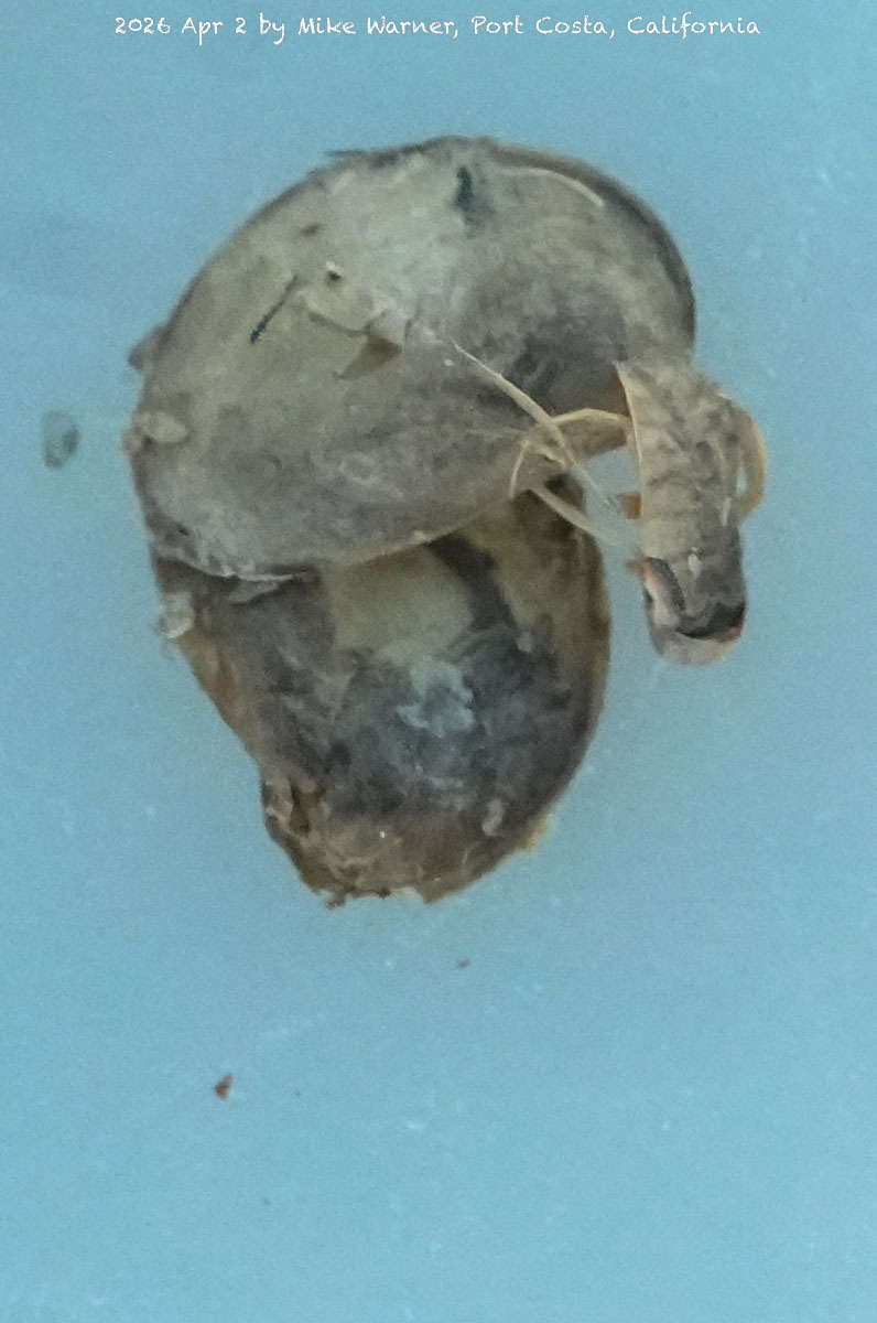 Cyzicus californicus (Packard, 1874)