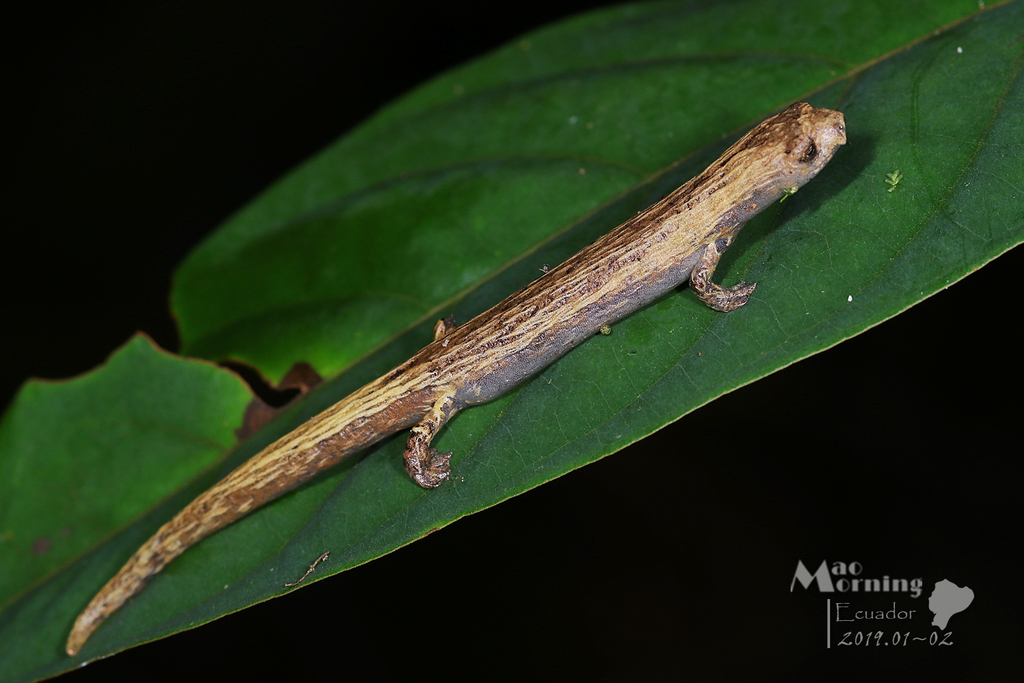 Amazon Mushroomtongue Salamander