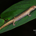Bolitoglossa palmata - Photo (c) MaoMorning Yip, some rights reserved (CC BY-NC), uploaded by MaoMorning Yip