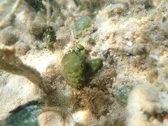 Mithraculus sculptus