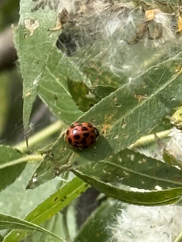 iNaturalist observation photo of Asian Lady Beetle