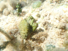 Mithraculus sculptus
