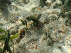 Mithraculus sculptus