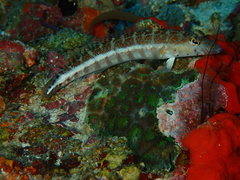 Parapercis xanthozona