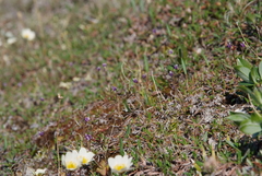 Pinguicula algida