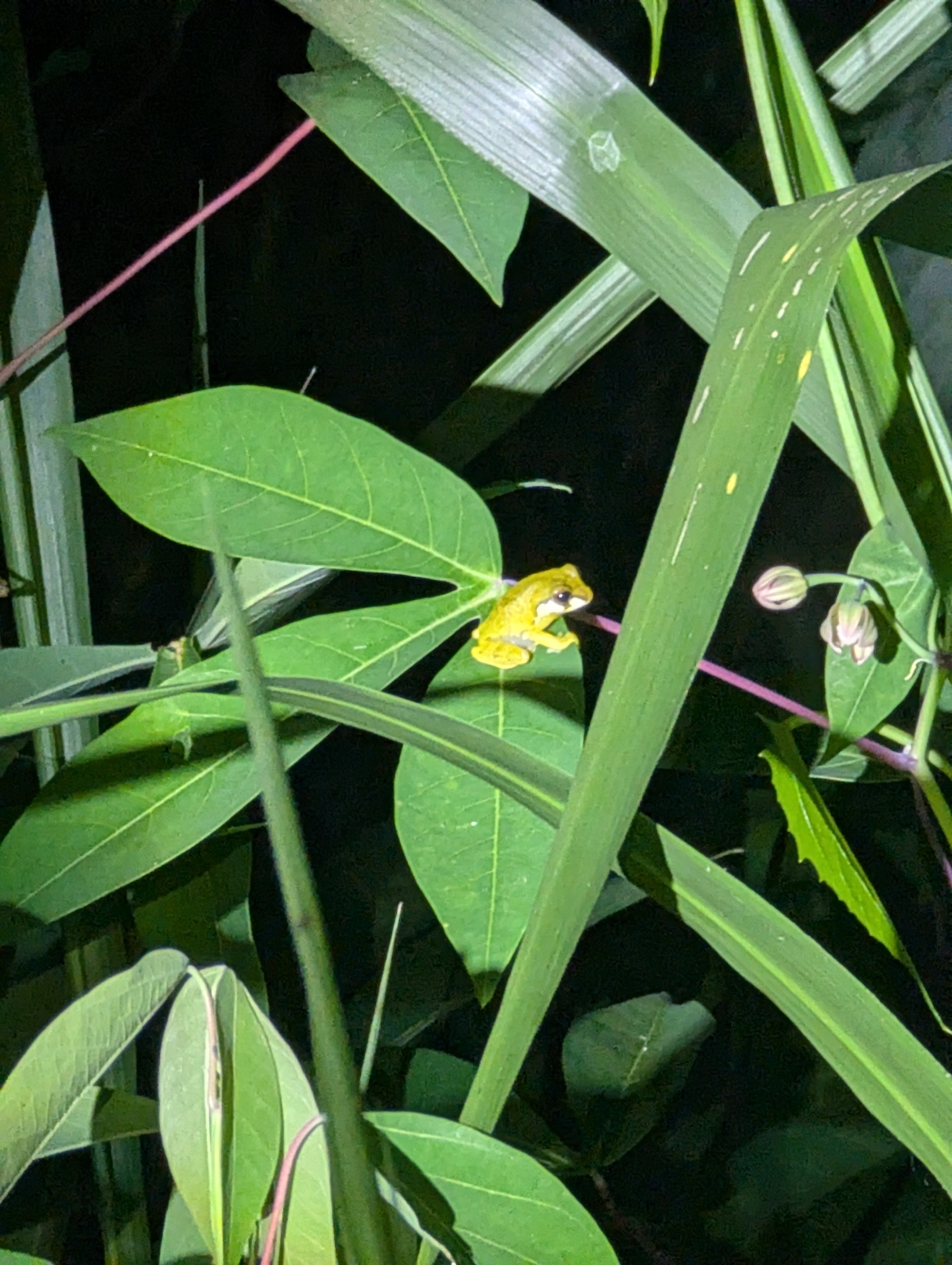 Side-Striped Shrub Frog photo 5