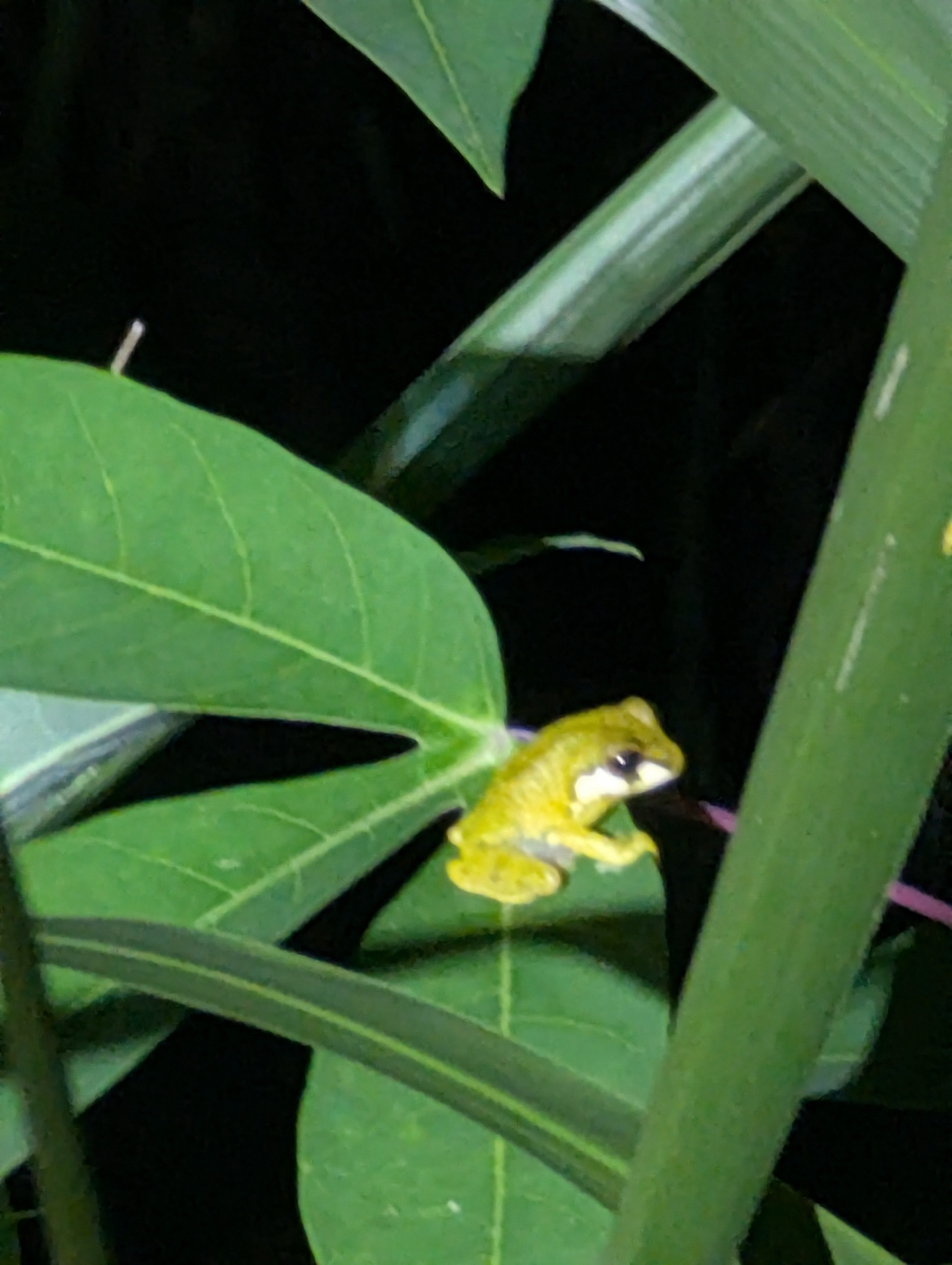 Side-Striped Shrub Frog photo 6