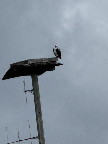 iNaturalist observation photo of Osprey