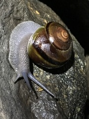 Helminthoglypta tudiculata grippii