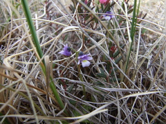 Pinguicula algida