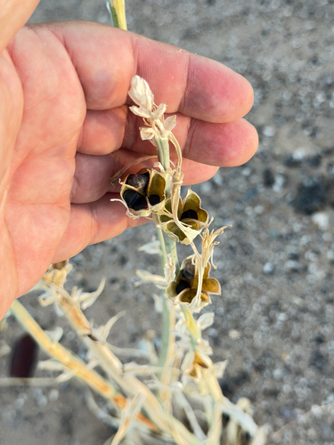 desert lily (Hesperocallis undulata)