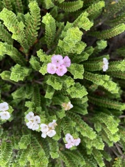 Euchaetis meridionalis