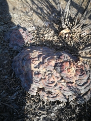 Polyporaceae