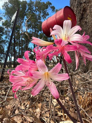 Belladonna Lily