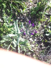 Anchusa undulata