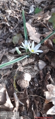 Ornithogalum fimbriatum