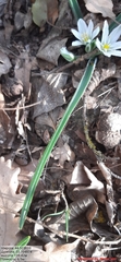 Ornithogalum fimbriatum