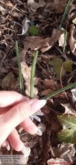 Ornithogalum fimbriatum