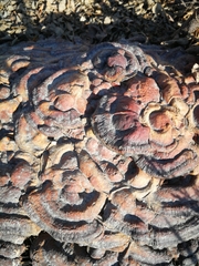 Polyporaceae