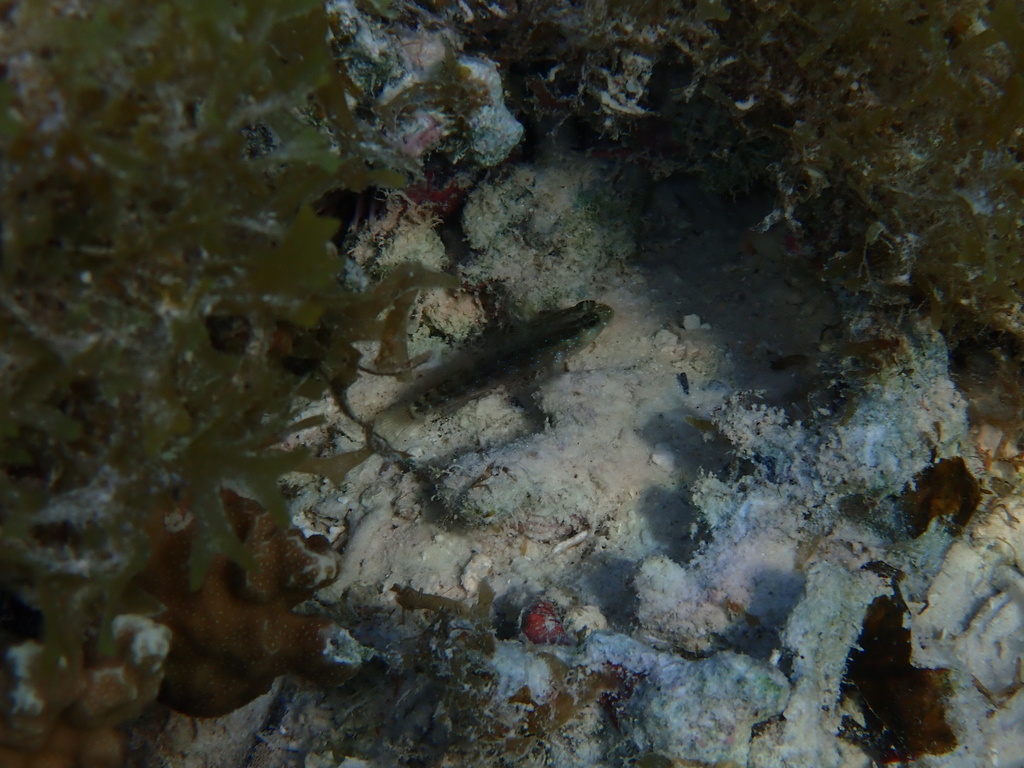 Bluespotted Goby