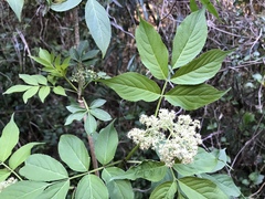 Sambucus sieboldiana
