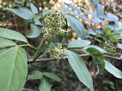 Sambucus sieboldiana