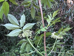 Sambucus sieboldiana