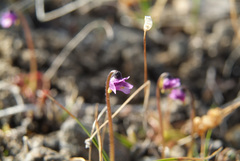 Pinguicula algida