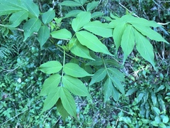 Sambucus sieboldiana