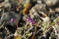 Pinguicula algida