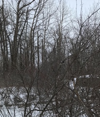 Poecile atricapillus