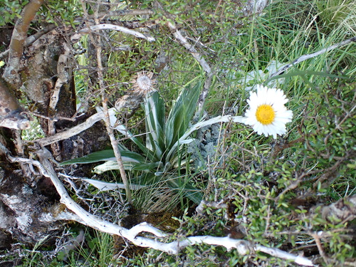 Celmisia monroi, photograph 1