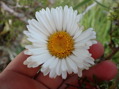 Celmisia monroi