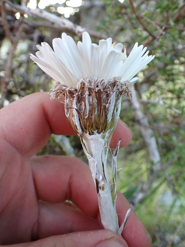 Celmisia monroi, photograph 2