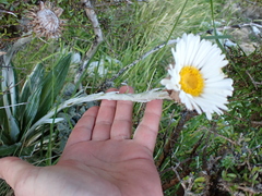 Celmisia monroi, photograph (c) Benjamin Lavin, some rights reserved (CC BY)