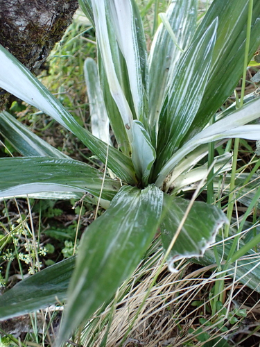 Celmisia monroi, photograph 4