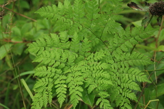 Dryopteris amurensis
