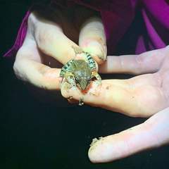 Leptodactylus albilabris