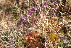 Pinguicula algida