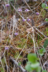 Pinguicula algida