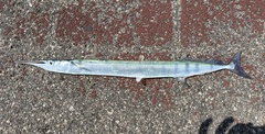 Flat Needlefish photo 2